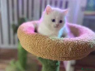 Munchkin cats 7 weeks old Full Pedigree Munchkin Kittens - Advert 17