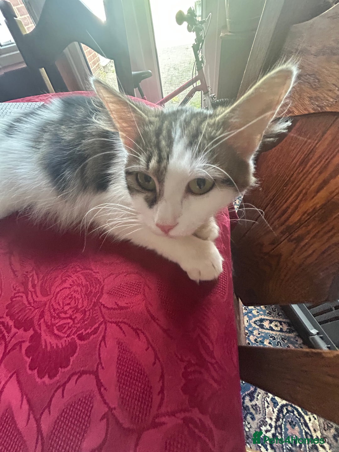 Domestic Shorthair cats for sale: 2 kittens for sale ! - Image 4