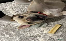 French Bulldog dogs for stud: 🔥 SIMBA 🔥 French Bulldog for Stud - Advert 2