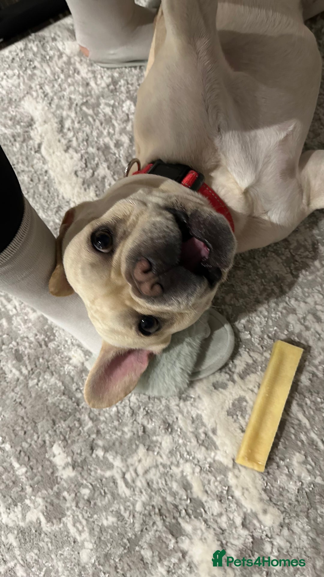 French Bulldog dogs for stud: 🔥 SIMBA 🔥 French Bulldog for Stud - Advert 2