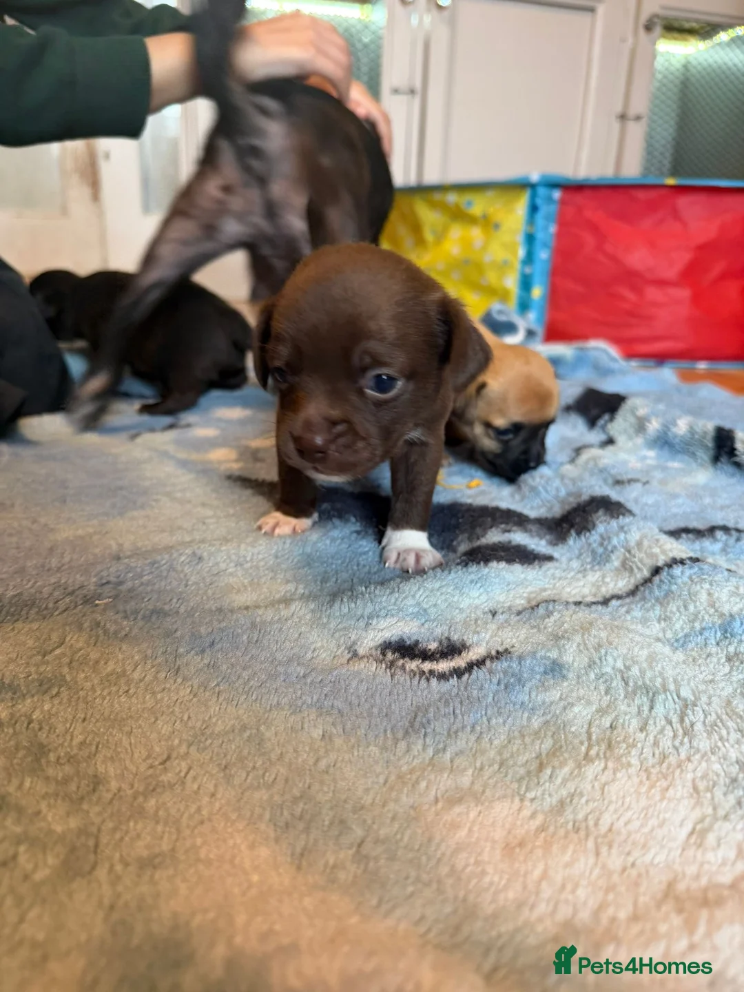 Chihuahua dogs for sale: Last one left smooth chocolate chi boy in Craigavon - Advert 7