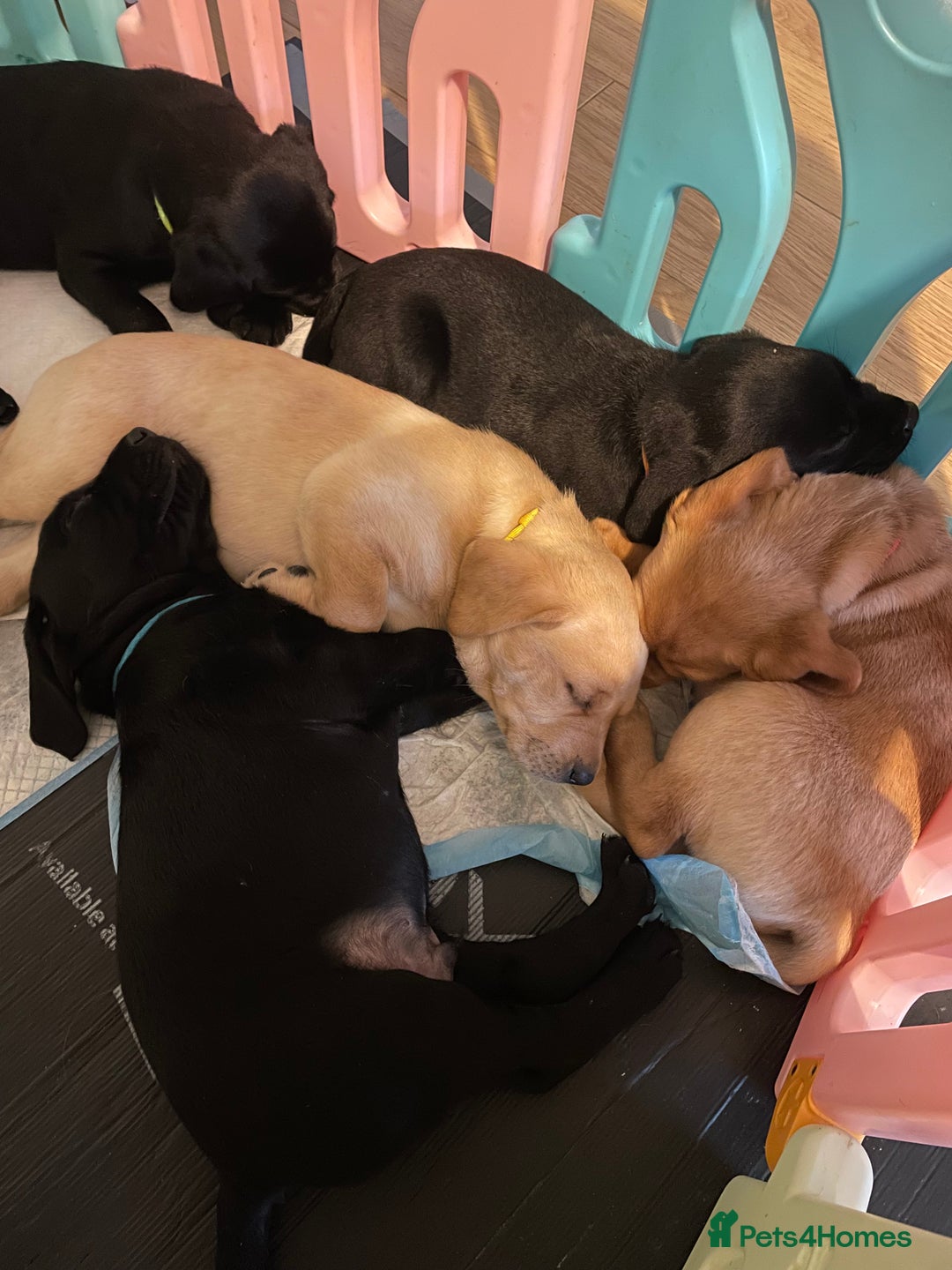 Labrador Retriever dogs for sale: Labrador pup - Advert 5