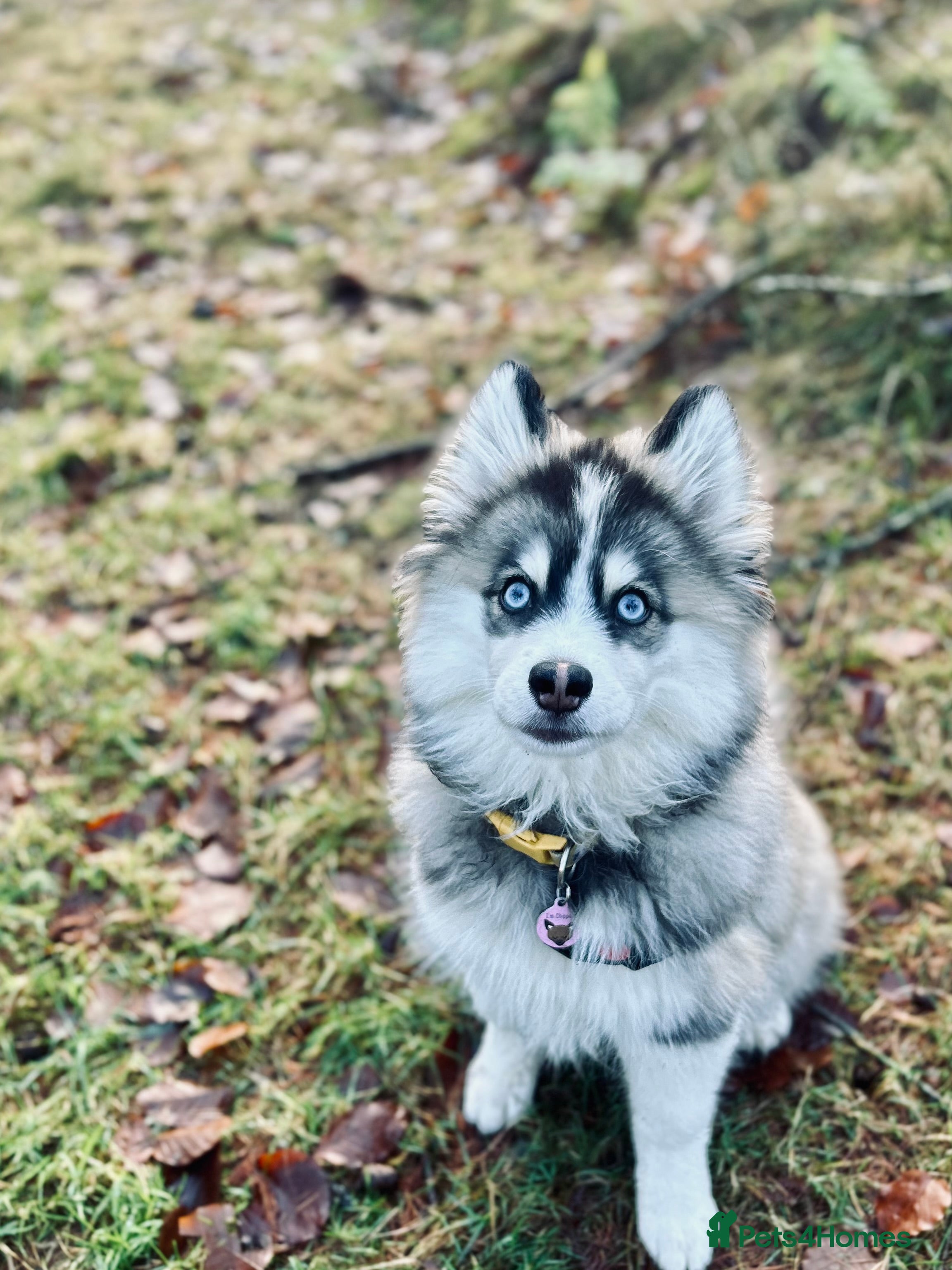 Pomsky dogs Pomsky puppy for sale - Advert 1