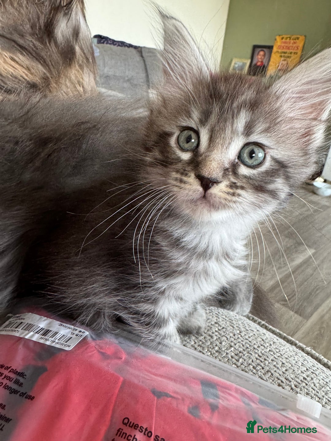 Maine Coon cats for sale: Xl Beautiful Mainecoon kittens for sale - Image 19