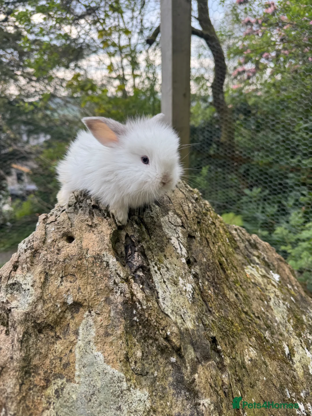 English rabbits for sale: 4 x Male rabbits  in Kendal - Advert 4