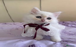 Turkish Angora cats for sale: Ragdoll/ Turkish Angora kittens last BOY/GIRL - Image 10