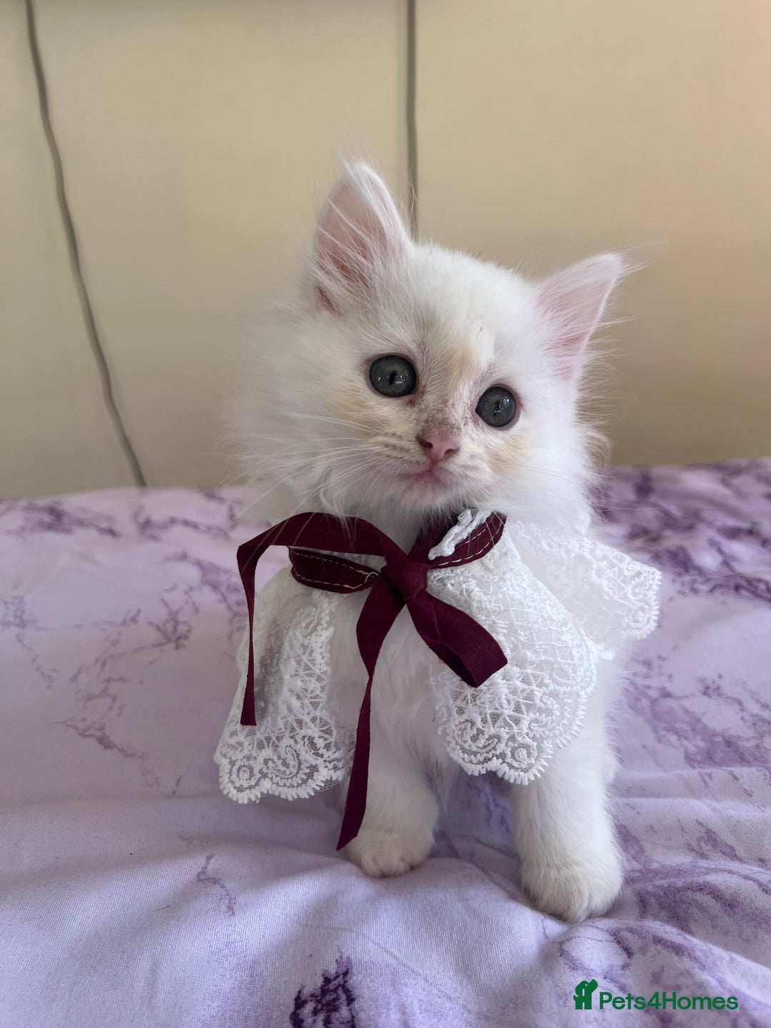 Turkish Angora cats for sale: Ragdoll/ Turkish Angora kittens last BOY/GIRL - Image 10