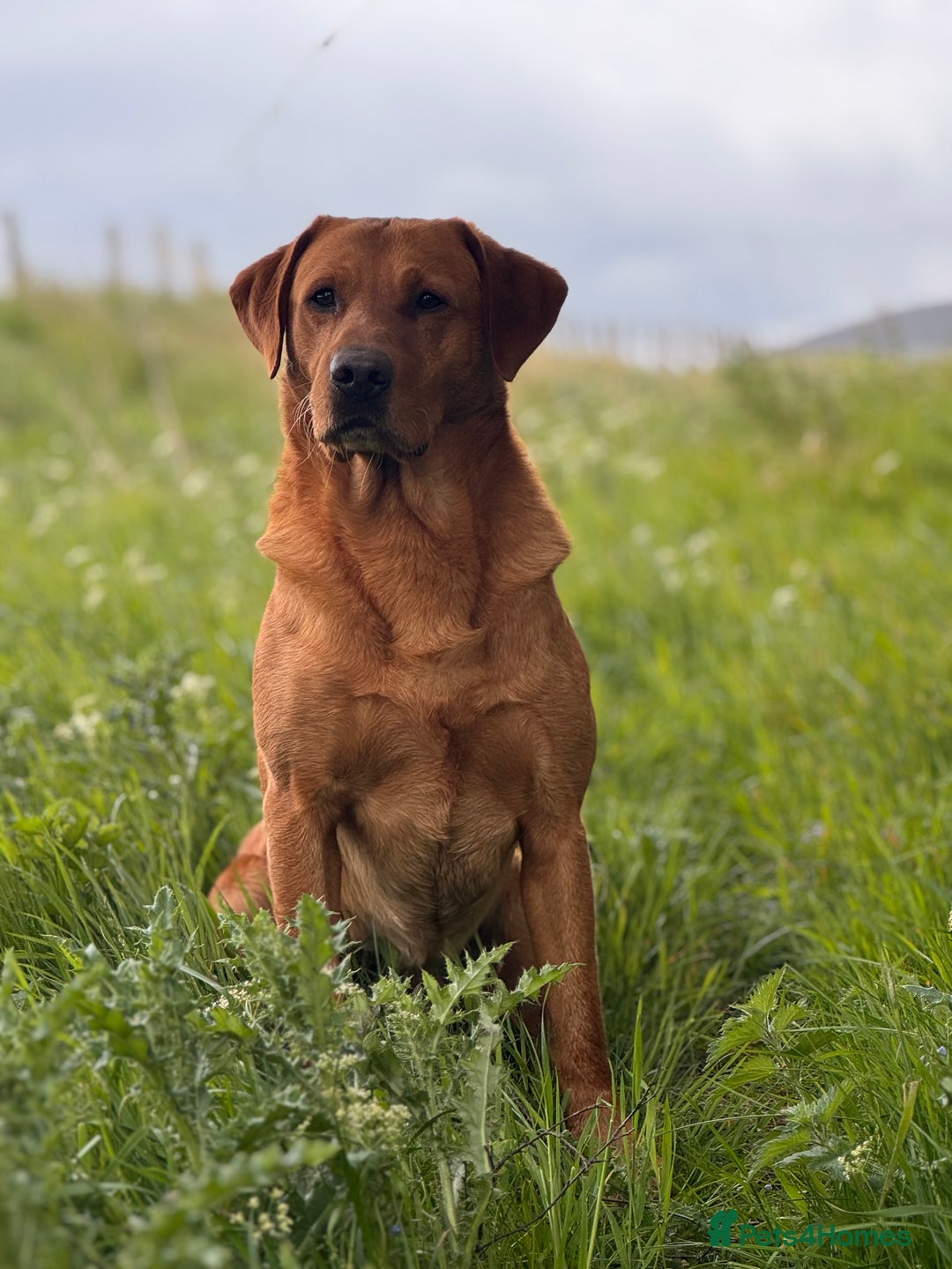 Labrador Retriever dogs for stud: Dark fox red KC working Labrador Stud in Inverness - Image 1