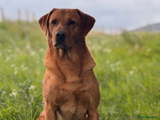 Labrador Retriever dogs Dark fox red KC working Labrador Stud in Inverness - Advert 2