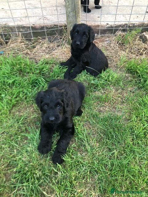 Briard dogs Briard Puppies  - Advert 1