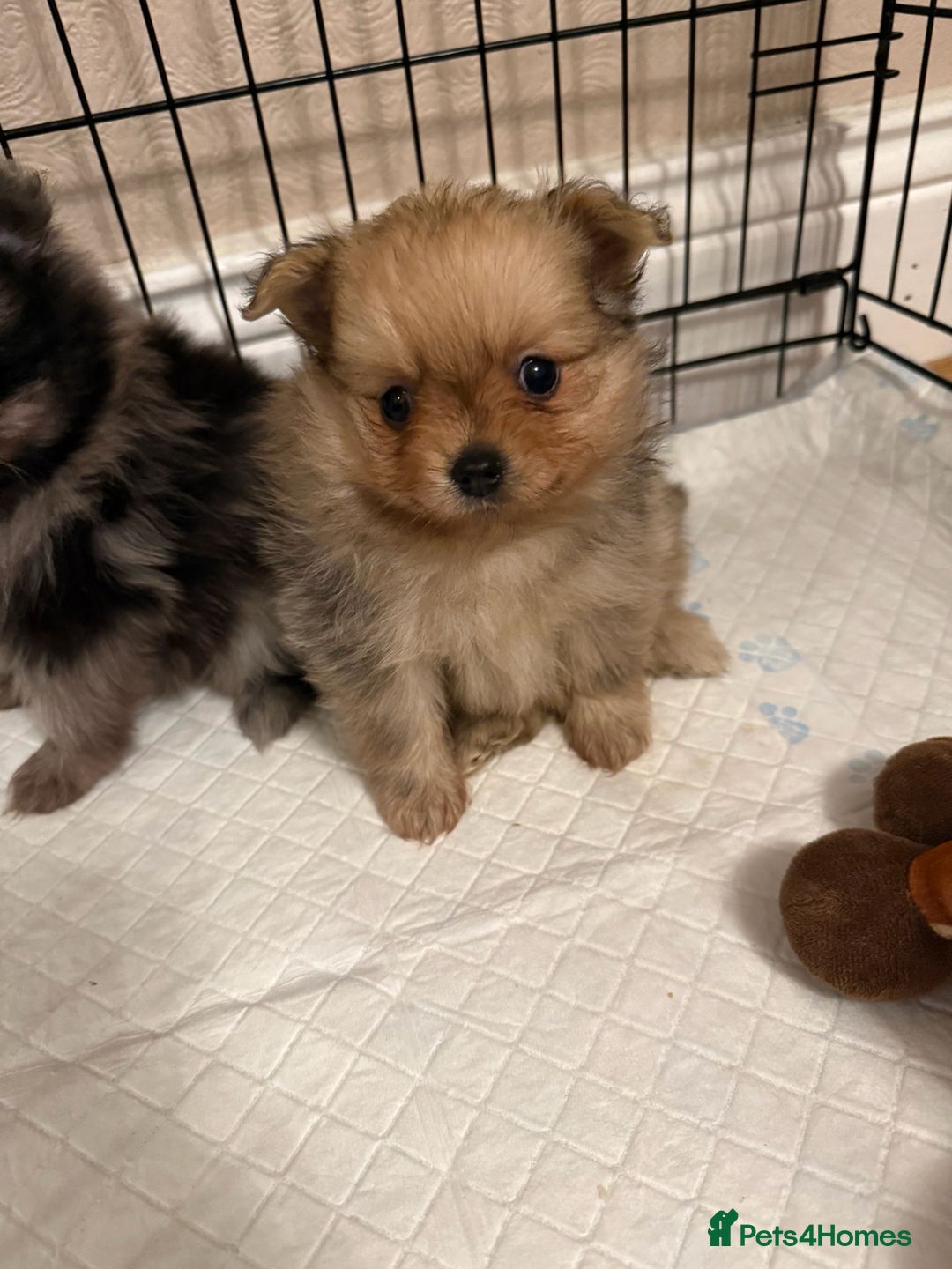 Pomeranian dogs for sale: Pom Puppies - Advert 27