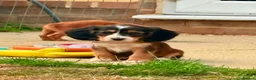 Cocker Spaniel dogs for sale: Outstanding cocker spaniel puppies - Advert 16