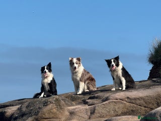 Border Collie dogs Stunning Traditional KC Reg Health Tested - Advert 1