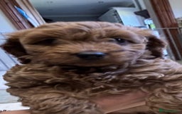 Cockapoo dogs for sale: 🐾✨ Adorable Cockapoo Puppies – Ready Now! ✨🐾 - Image 10