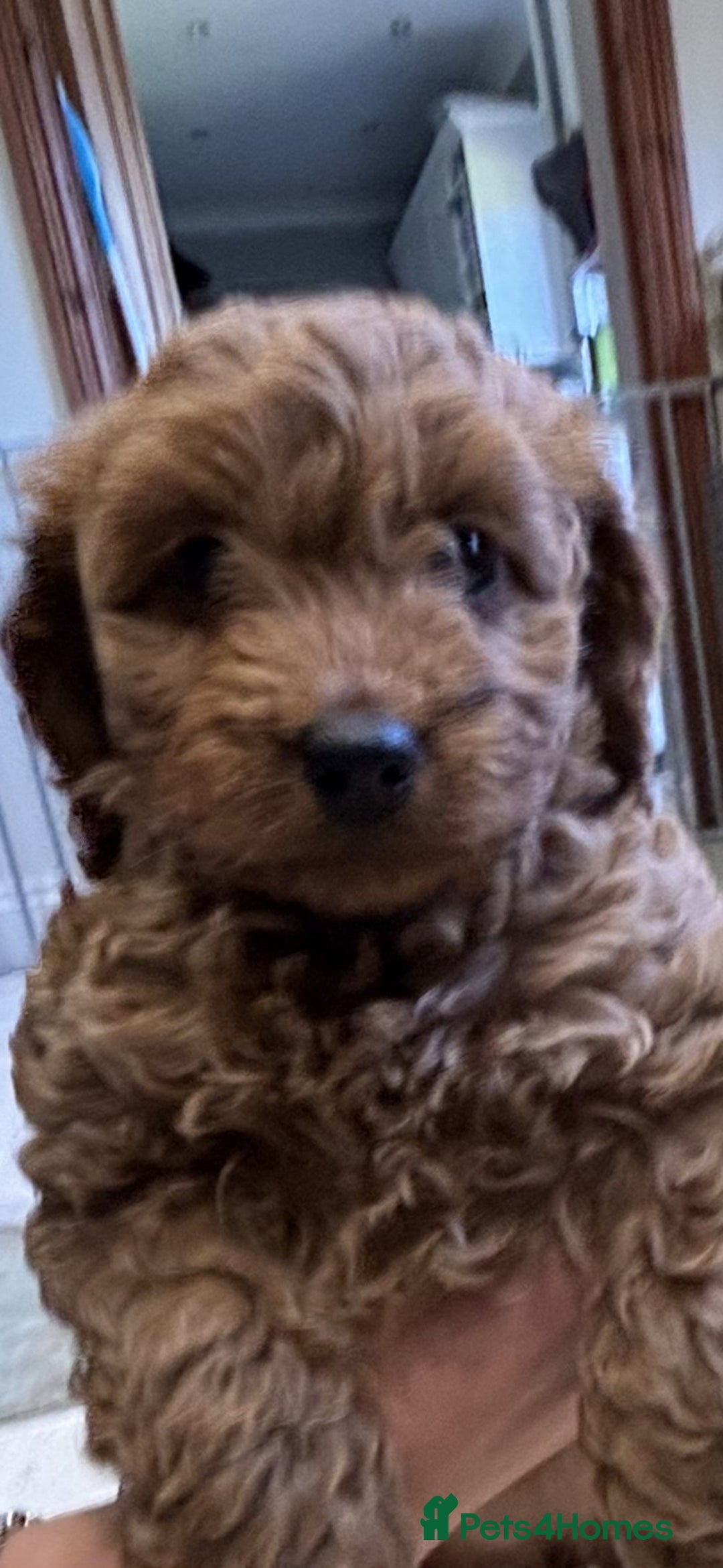 Cockapoo dogs for sale: 🐾✨ Adorable Cockapoo Puppies – Ready Now! ✨🐾 - Image 10