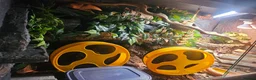 Leopard Gecko reptiles for sale: 3x female leopard geckos with amazing setup - Advert 12