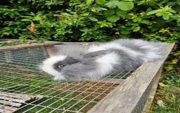 Lionhead rabbits for sale: 3 Beautiful Lion Head Babies - Image 3