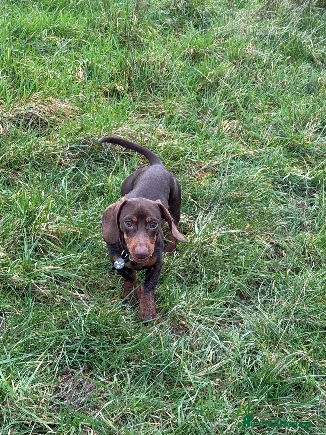 Dachshund dogs for sale: Beautiful dachshund  - Advert 3