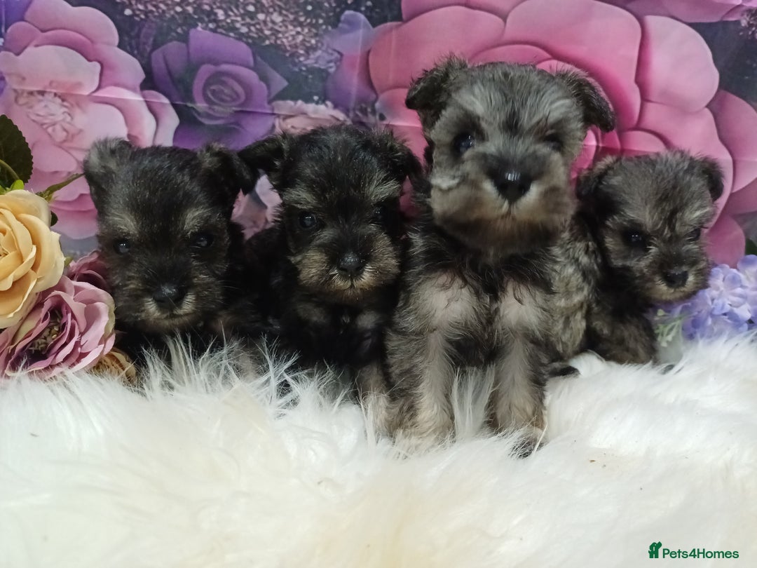 Miniature Schnauzer dogs for sale: Kc true miniature schnauzers  - Image 10
