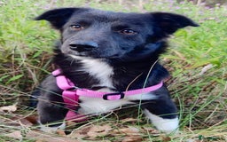 Border Collie dogs for adoption: Venera: The Dog Who Crawled Back to Life - Image 5