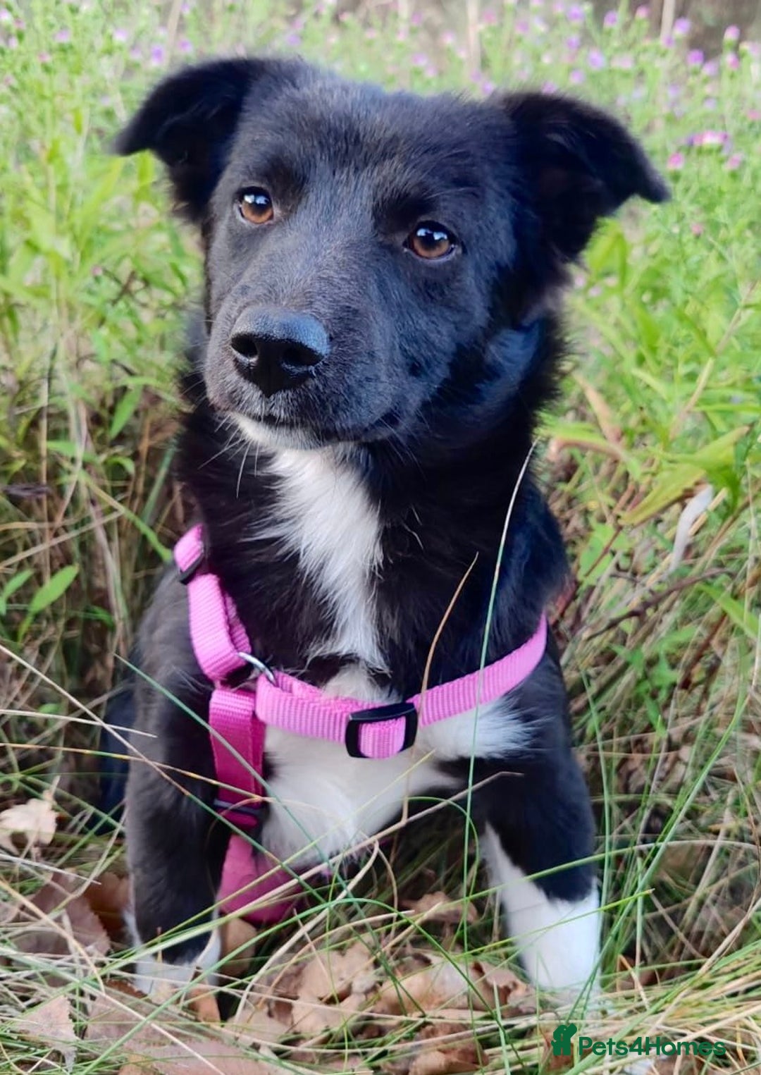 Border Collie dogs for adoption: Venera: The Dog Who Crawled Back to Life - Image 5