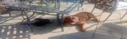 Dogue De Bordeaux dogs for sale: Thor and storm  in Mauchline - Advert 30