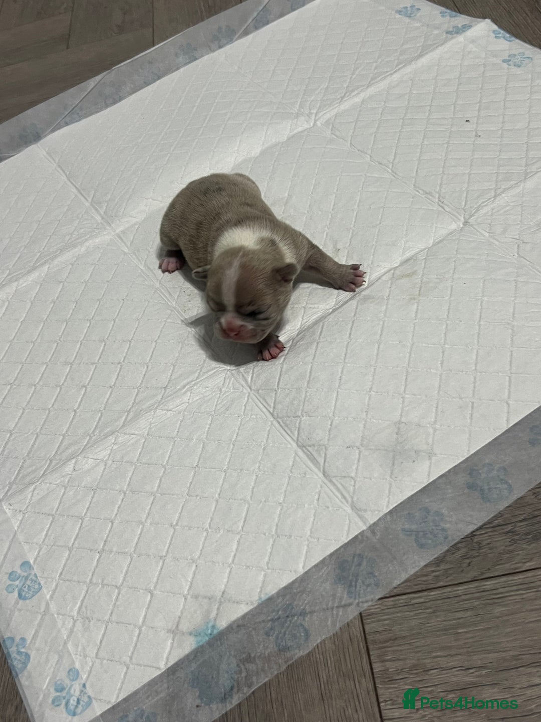 French Bulldog dogs for sale: French Bulldog Puppy’s  - Advert 3