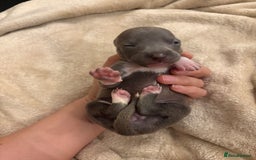 Italian Greyhound dogs for sale: KC Italian Greyhound Puppies  - Image 21