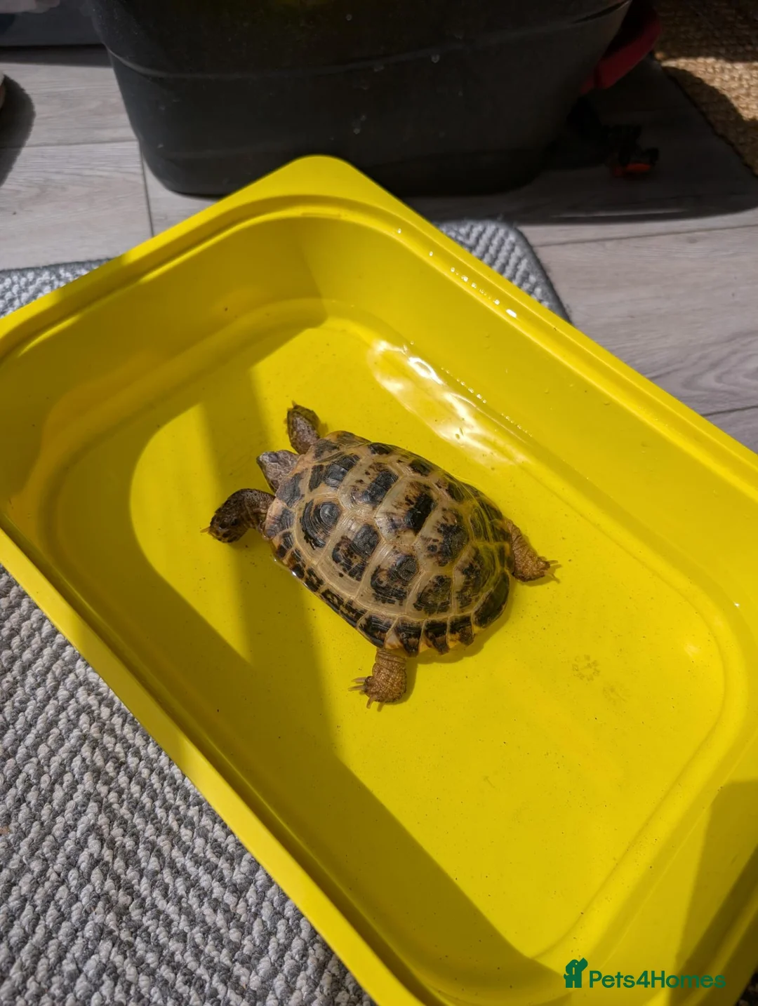 Tortoise reptiles for sale: Tortoise 9 year old male  - Advert 5