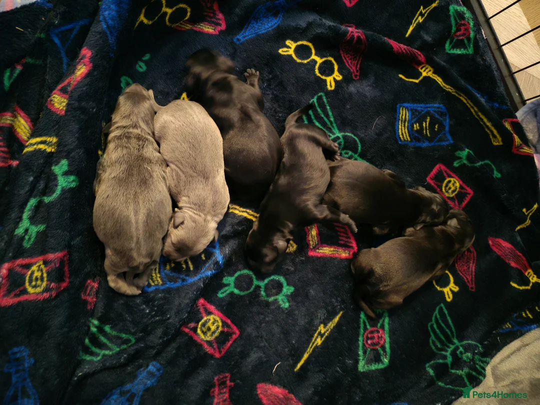 Staffordshire Bull Terrier dogs for sale: KC registered Staffordshire bull terrier puppies in Blaydon-on-Tyne - Advert 18