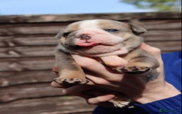English Bulldog dogs for sale: English bulldogs - Image 8