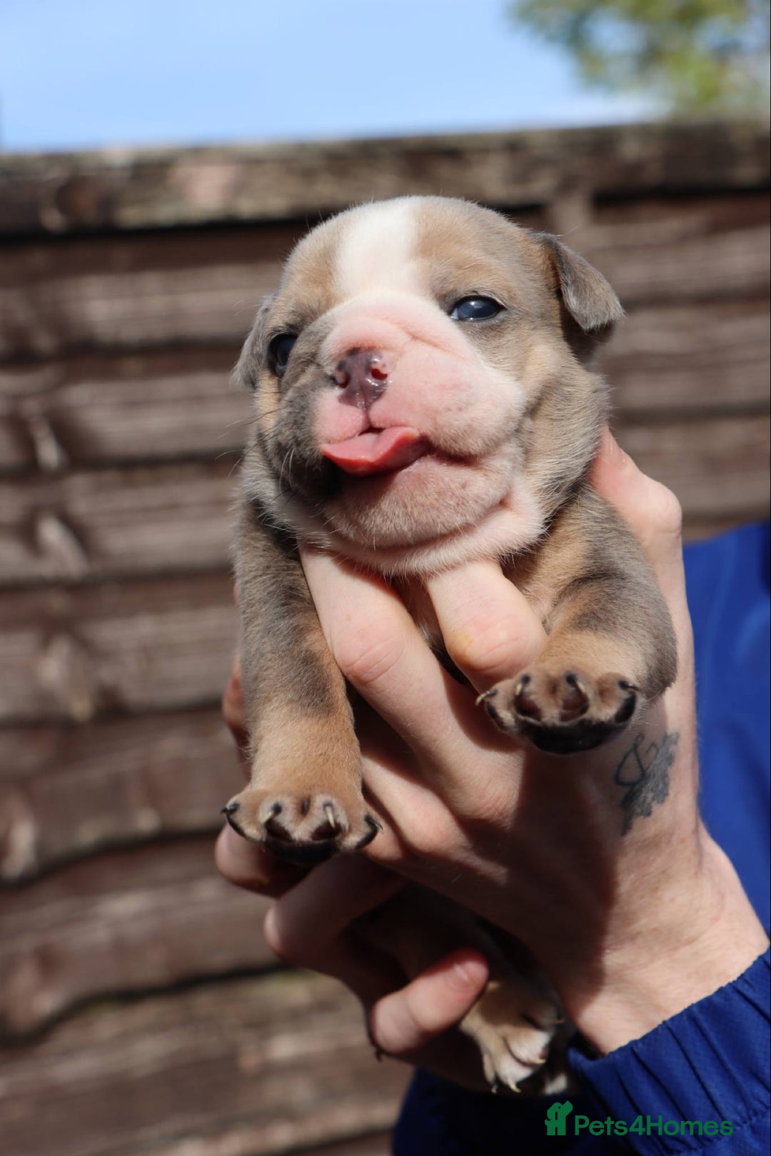 English Bulldog dogs for sale: English bulldogs - Image 8