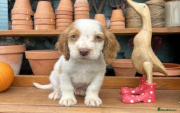 Cocker Spaniel dogs for sale: Cocker spaniel puppies  - Image 4