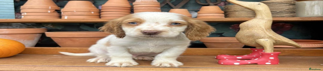 Cocker Spaniel Puppy 2
