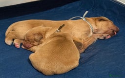 Golden Retriever dogs for sale: Beautiful Golden Retriever boys  - Image 10