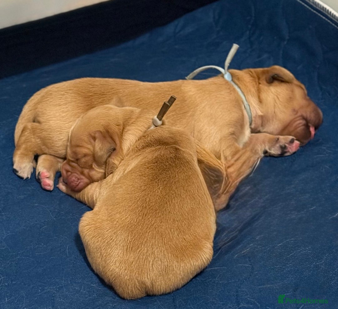 Golden Retriever dogs for sale: Beautiful Golden Retriever boys  - Image 10