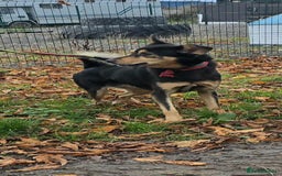 Mixed Breed dogs for adoption: BRILLIANT BERTIE - Image 9