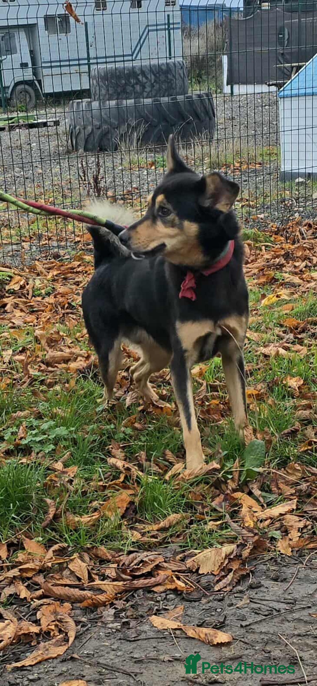 Mixed Breed dogs for adoption: BRILLIANT BERTIE - Image 9