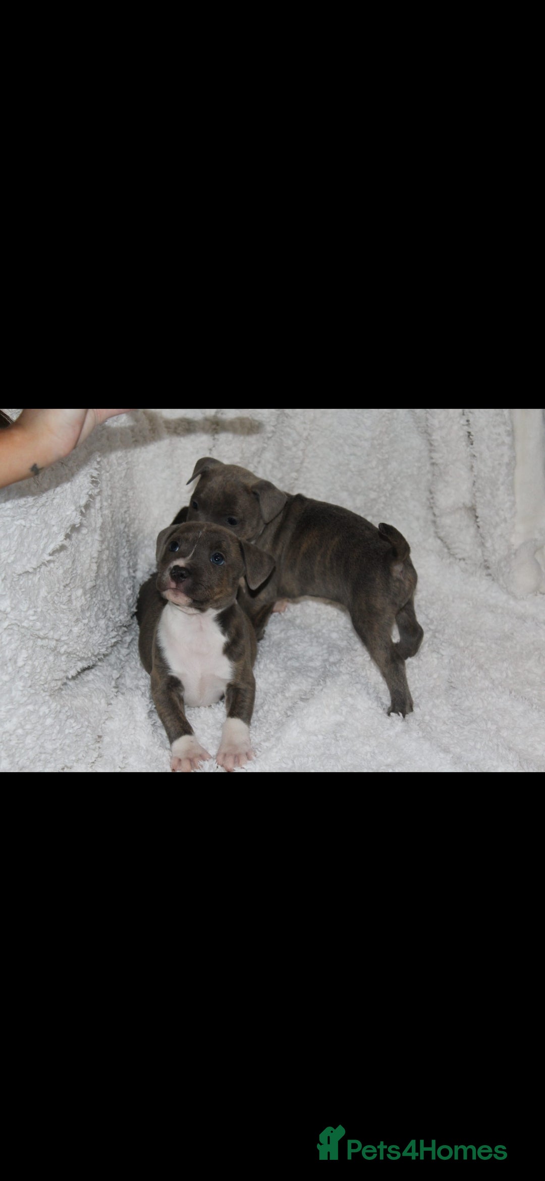 Staffordshire Bull Terrier dogs for sale: Staffy Puppies. Exceptional Temperament. - Advert 15