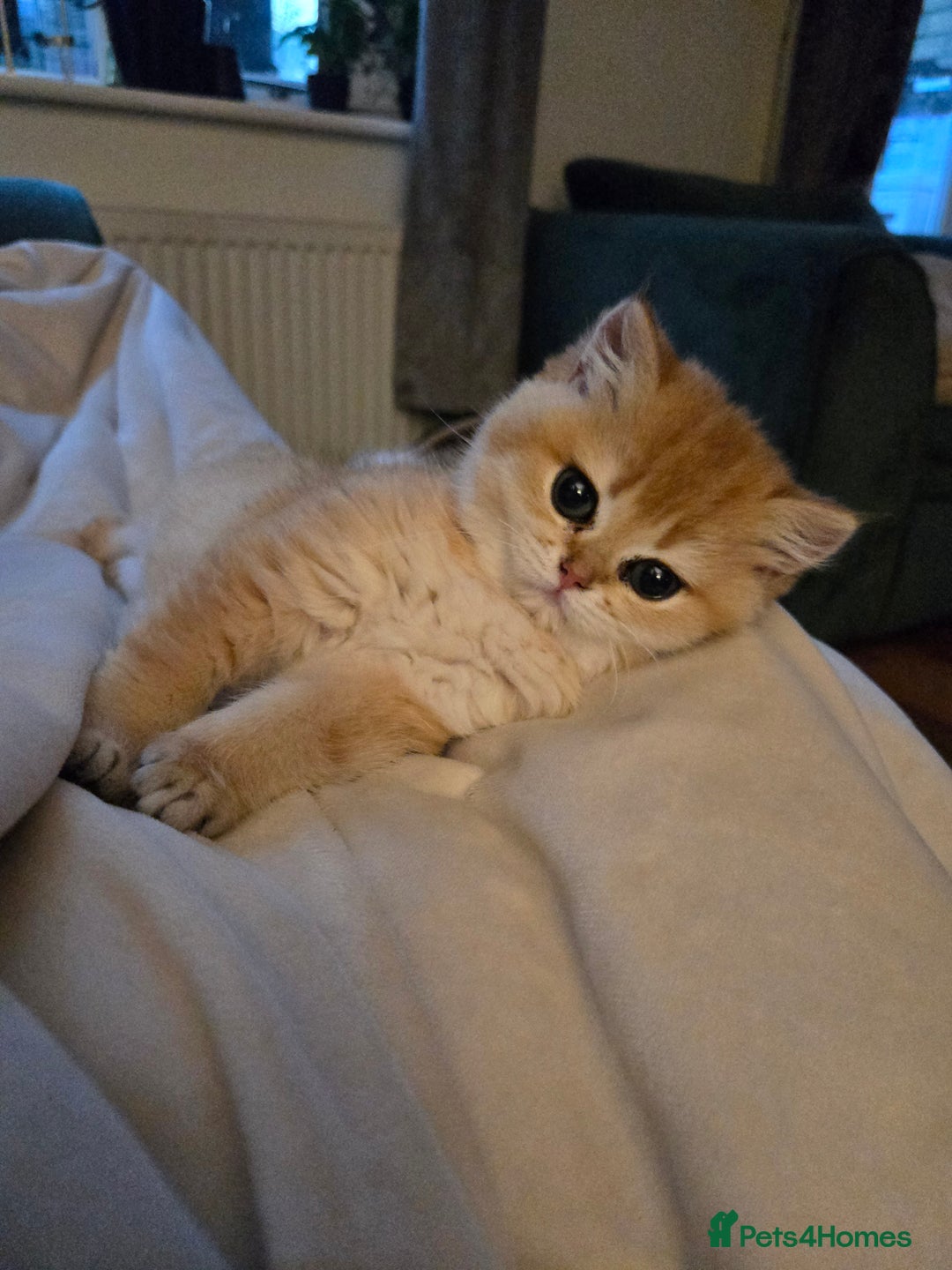 British Shorthair cats for sale: Beautiful Ruby - Advert 12