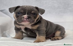 French Bulldog dogs for sale: TOP QUALITY KC REG FRENCHIES AVAILABLE  - Image 12