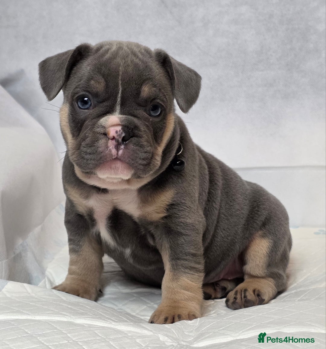 French Bulldog dogs for sale: TOP QUALITY KC REG FRENCHIES AVAILABLE  - Image 12
