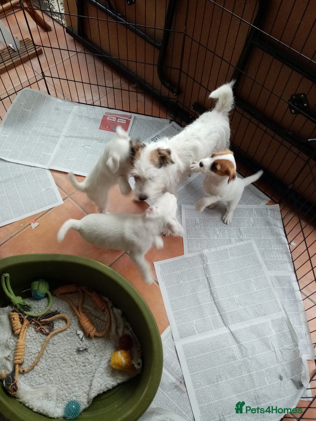 Parson Russell dogs for sale: Parson Russell Terrier boy puppies for sale  - Image 3