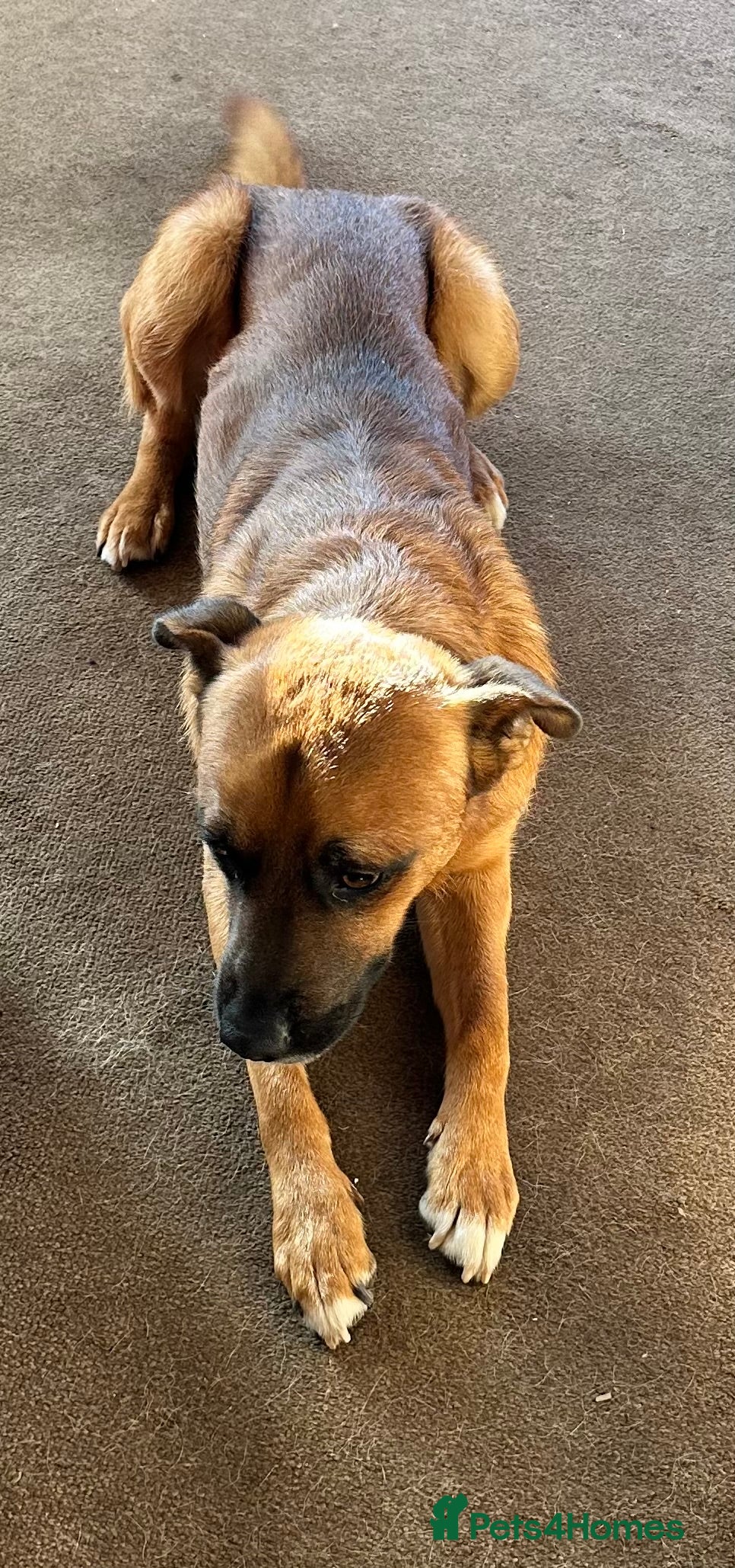 Mixed Breed dogs This is major  - Advert 5