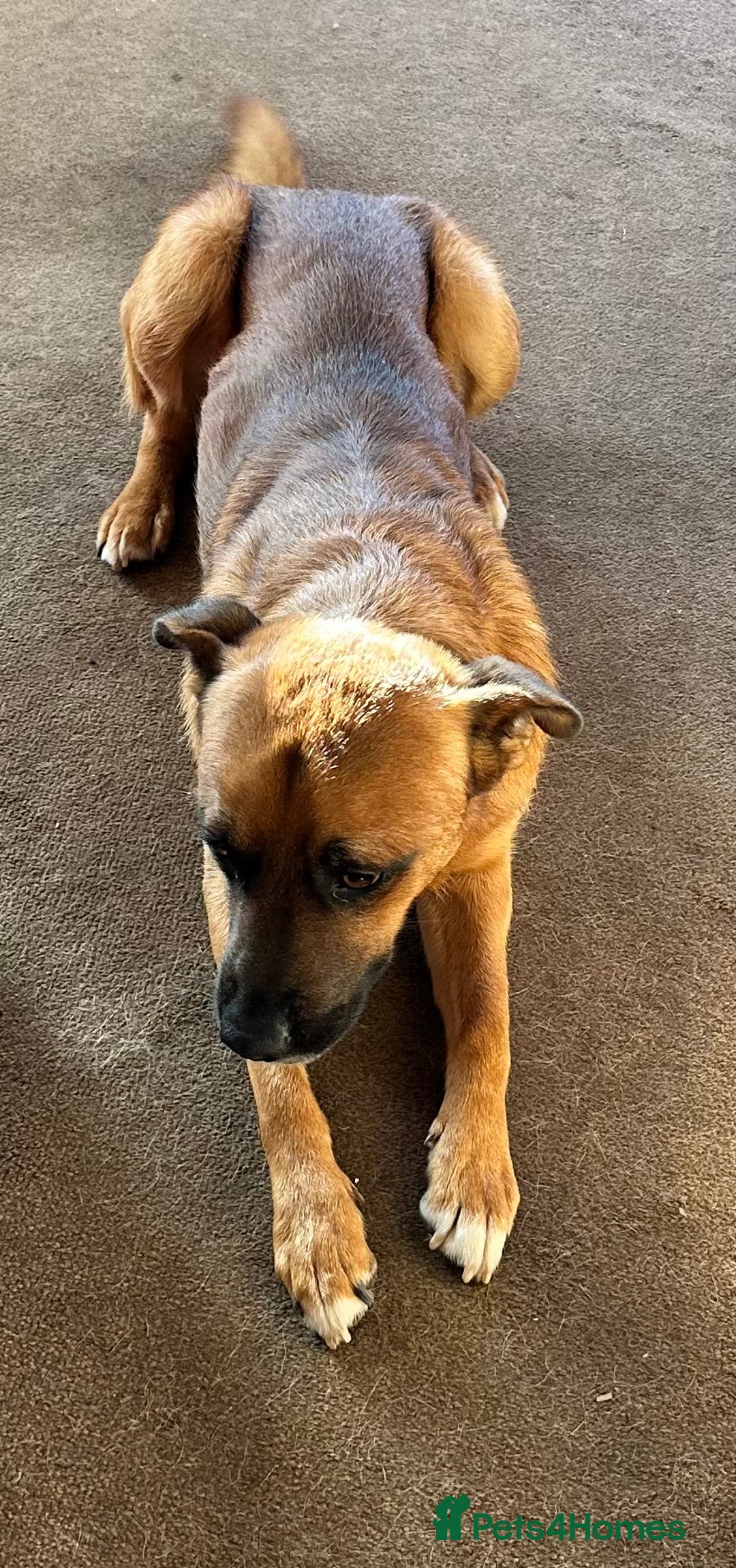 Mixed Breed dogs for sale: This is major  - Advert 1