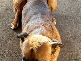 Mixed Breed dogs This is major - Advert 5