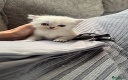 Persian cats for sale: Beautiful British shorthair silver tip mix breed - Image 1