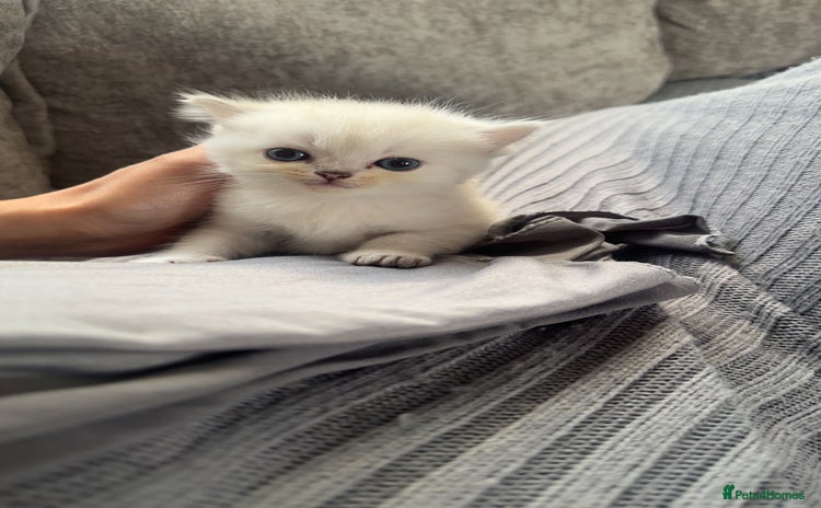Persian cats - Advert 11