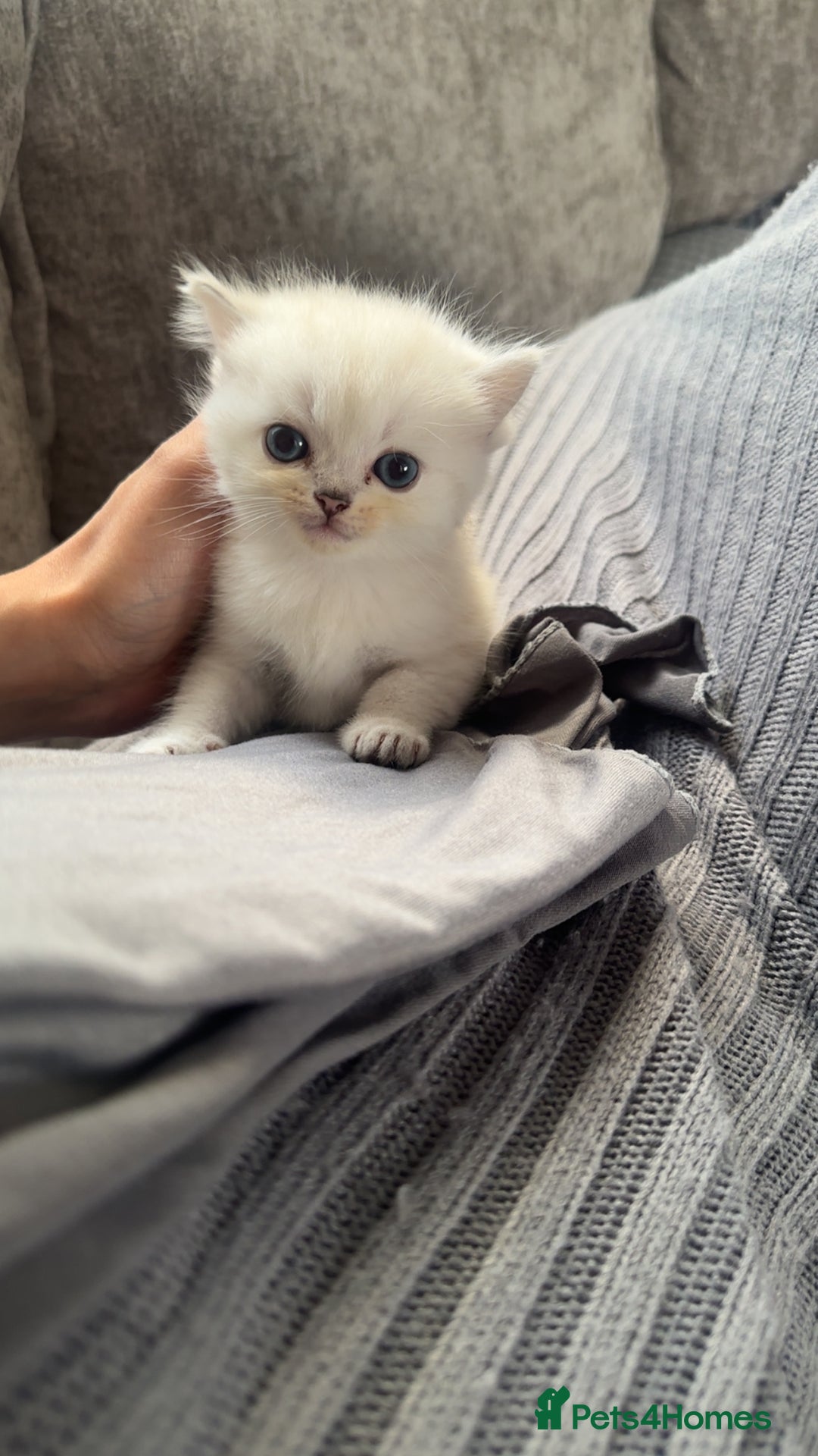 Persian cats for sale: Beautiful British shorthair silver tip mix breed - Image 1