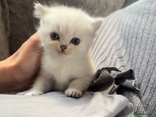 Persian cats - Advert 36